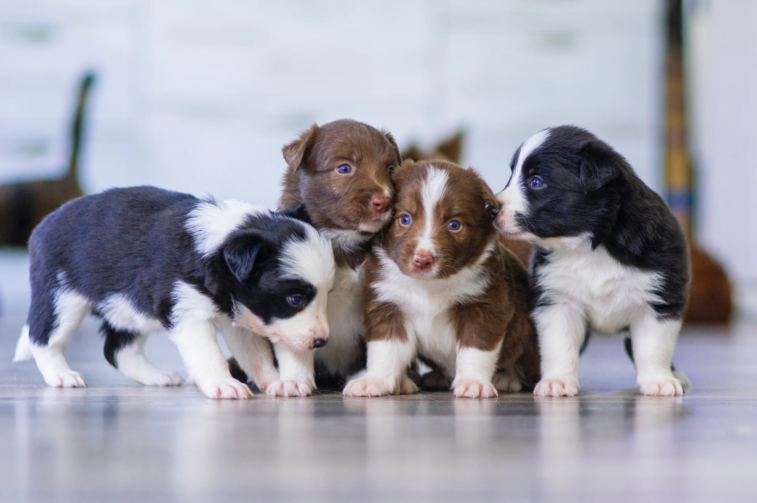 Pet Care & Veterinary Products